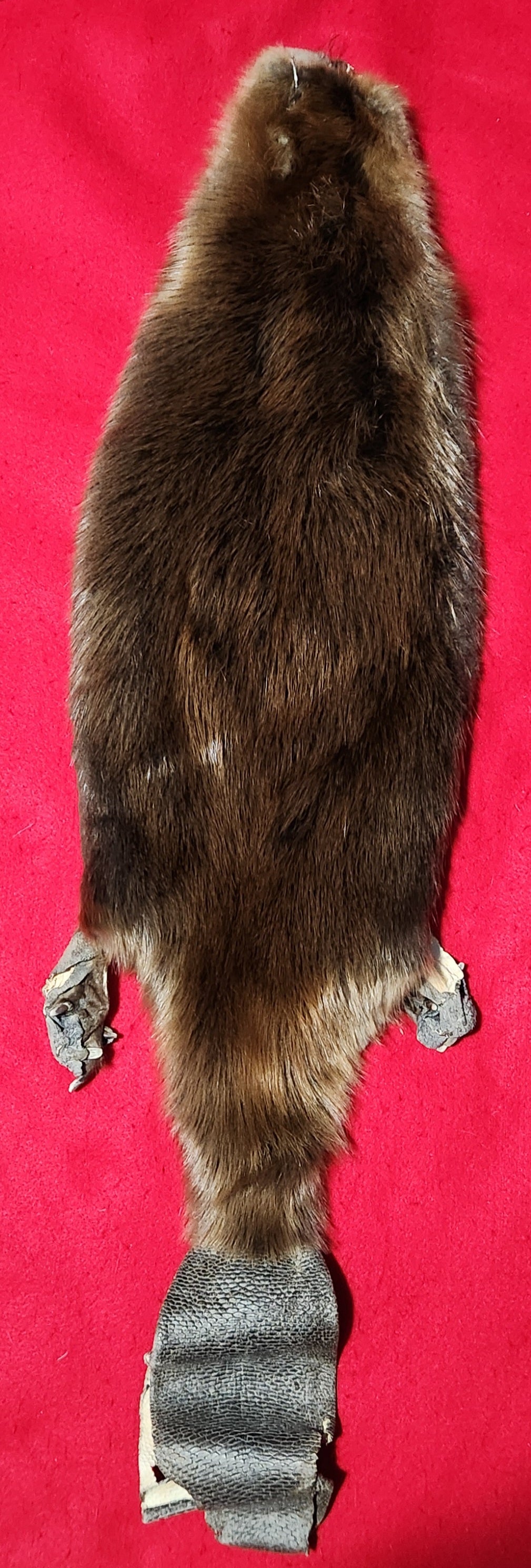 XXL CASED Beaver - Taxidermy Quality - BVR1039