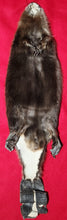 Load image into Gallery viewer, XXL CASED Beaver - Taxidermy Quality - BVR1039
