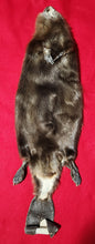 Load image into Gallery viewer, XL CASED Beaver - Taxidermy Quality - BVR1040
