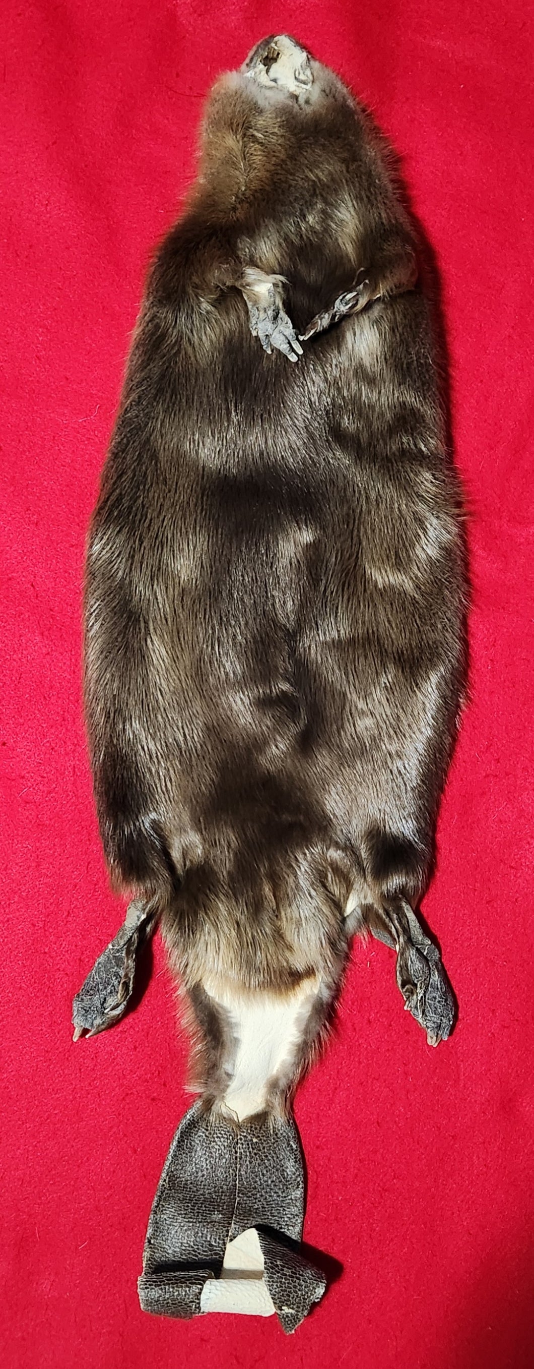 XL CASED Beaver - Taxidermy Quality - BVR1040