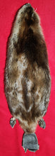 Load image into Gallery viewer, XL CASED Beaver - Taxidermy Quality - BVR1040
