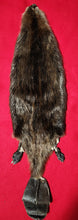 Load image into Gallery viewer, XL CASED Beaver - HAS FEET AND CLAWS - BVR1043
