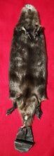 Load image into Gallery viewer, XL CASED Beaver - HAS FEET AND CLAWS - BVR1043
