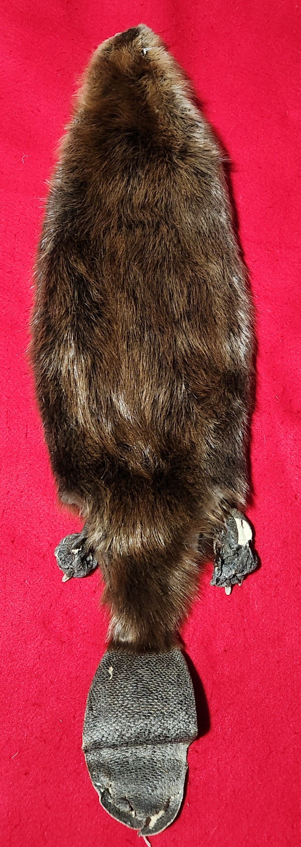 Large CASED Beaver - HAS FEET AND CLAWS - BVR1038