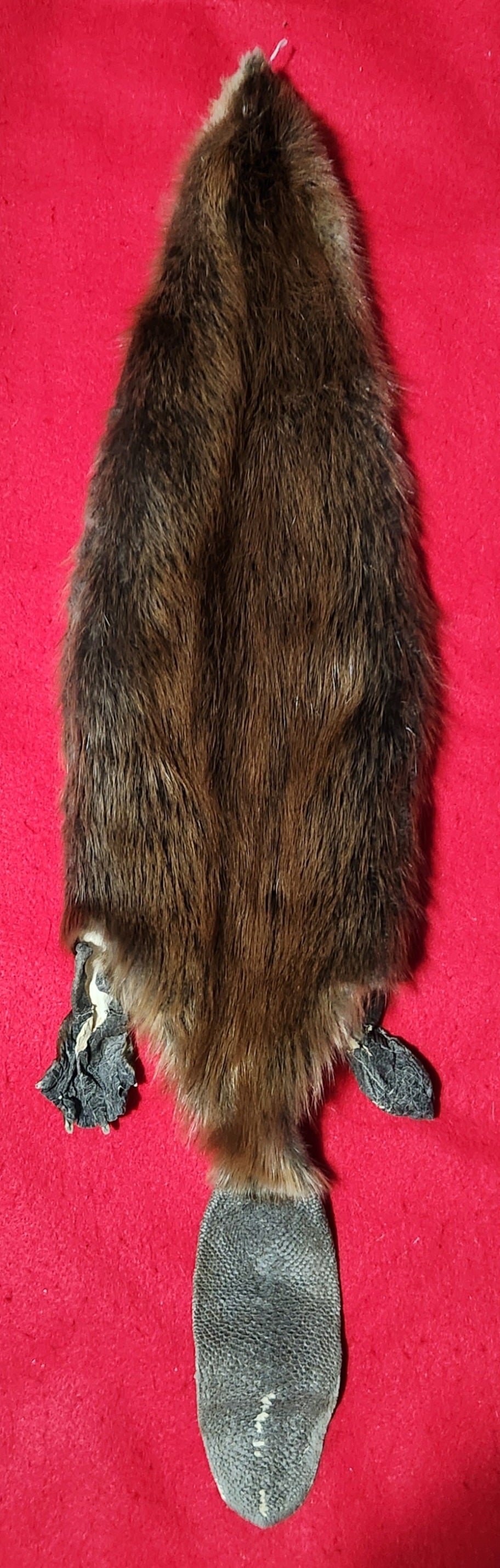 Medium CASED Beaver - Taxidermy Quality - BVR1049