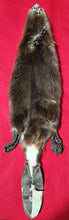 Load image into Gallery viewer, Medium CASED Beaver - Taxidermy Quality - BVR1049
