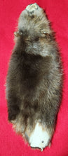 Load image into Gallery viewer, XS CASED Beaver - BVR1057
