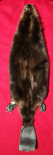 Load image into Gallery viewer, XL CASED Beaver - Taxidermy Quality - BVR1037
