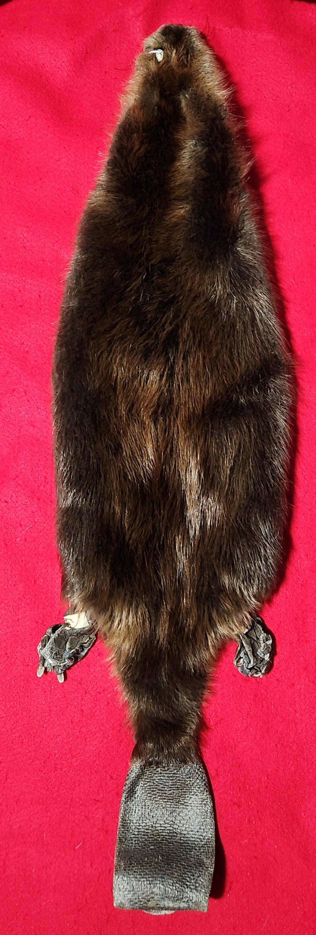 XL CASED Beaver - Taxidermy Quality - BVR1037