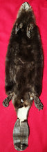 Load image into Gallery viewer, XL CASED Beaver - Taxidermy Quality - BVR1037
