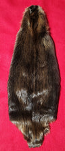 Load image into Gallery viewer, Large CASED Beaver - BVR1054

