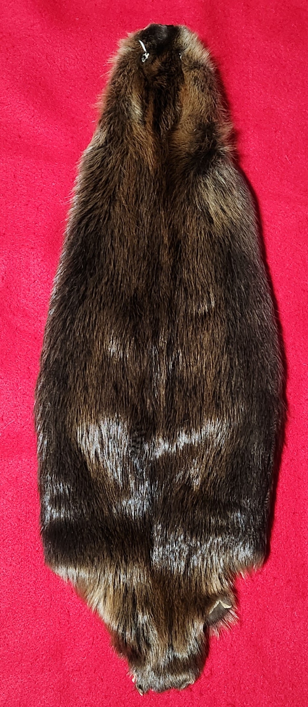 Large CASED Beaver - BVR1054