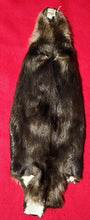 Load image into Gallery viewer, Large CASED Beaver - BVR1054
