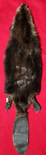 Load image into Gallery viewer, LM CASED Beaver - Taxidermy Quality - BVR1046
