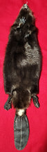 Load image into Gallery viewer, LM CASED Beaver - Taxidermy Quality - BVR1046
