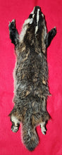 Load image into Gallery viewer, Large Badger - Taxidermy Quality - BDG1002
