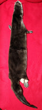 Load image into Gallery viewer, XL River Otter - Taxidermy Quality - OTR1003
