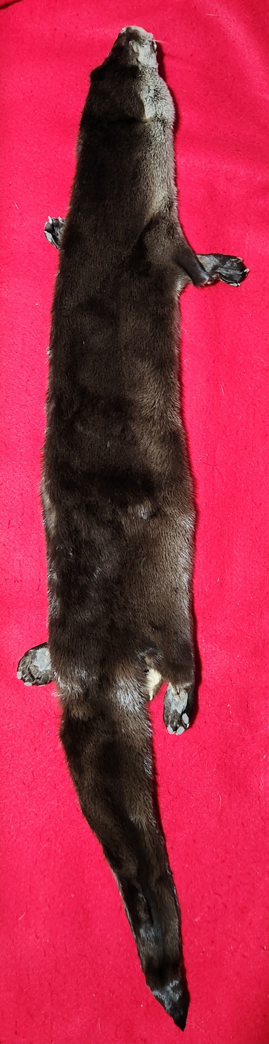 Large River Otter - Taxidermy Quality - OTR1002