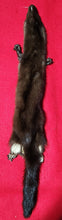 Load image into Gallery viewer, Large Mink - Taxidermy Quality - MNK1001
