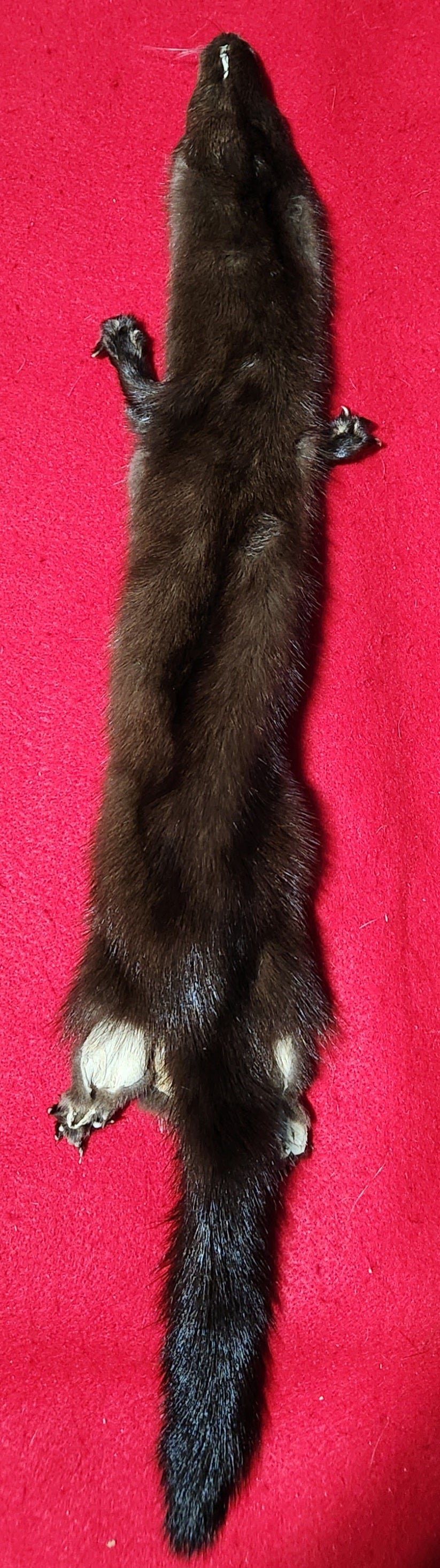 Large Mink - Taxidermy Quality - MNK1001