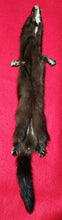 Load image into Gallery viewer, Large Mink - Taxidermy Quality - MNK1001
