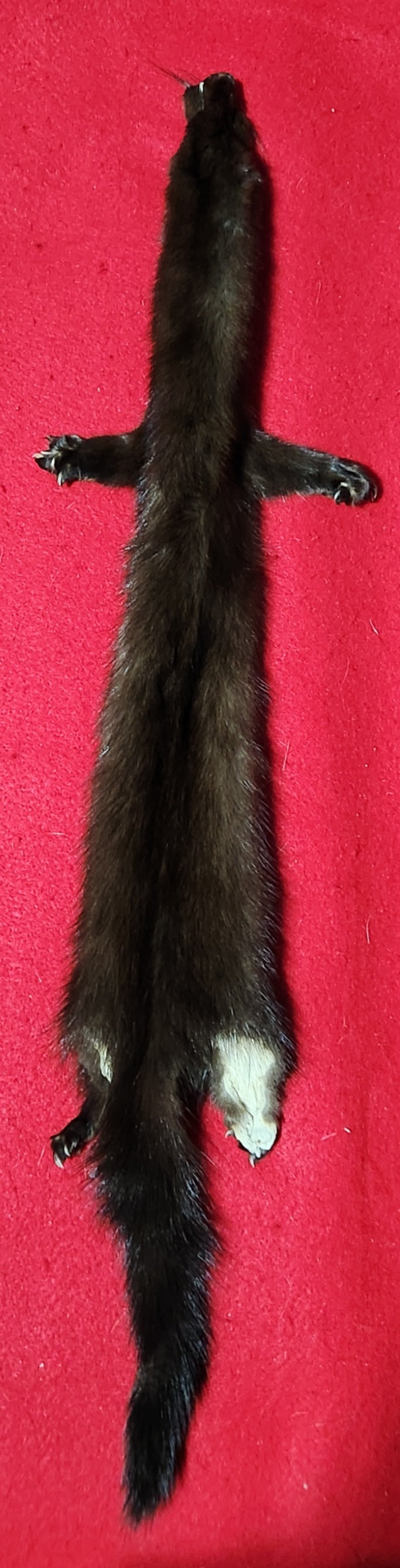 LM Mink - Taxidermy Quality - MNK1002