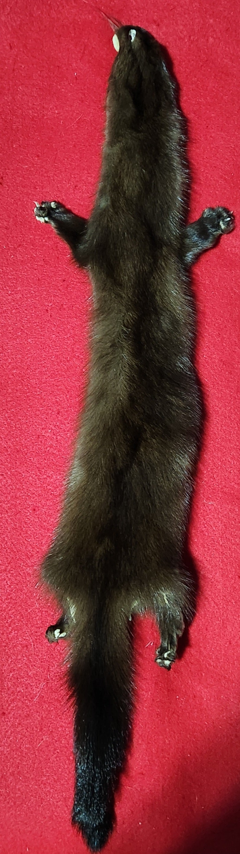 XL Mink - Taxidermy Quality - MNK1003