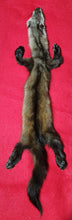 Load image into Gallery viewer, XXL Marten - HAS FEET AND CLAWS - MTN1001
