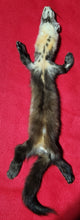 Load image into Gallery viewer, XXL Marten - HAS FEET AND CLAWS - MTN1001
