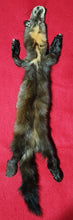 Load image into Gallery viewer, XL Marten - HAS FEET AND CLAWS - MTN1002
