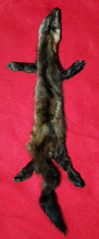 Load image into Gallery viewer, XL Marten - HAS FEET AND CLAWS - MTN1003
