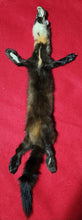 Load image into Gallery viewer, XL Marten - HAS FEET AND CLAWS - MTN1003
