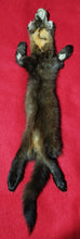 Load image into Gallery viewer, Large Marten - HAS FEET AND CLAWS - MTN1004
