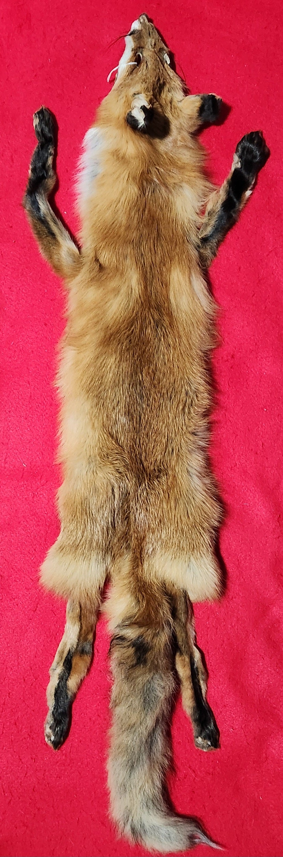 Large Red Fox Hide - HAS FEET AND CLAWS - RFX1003