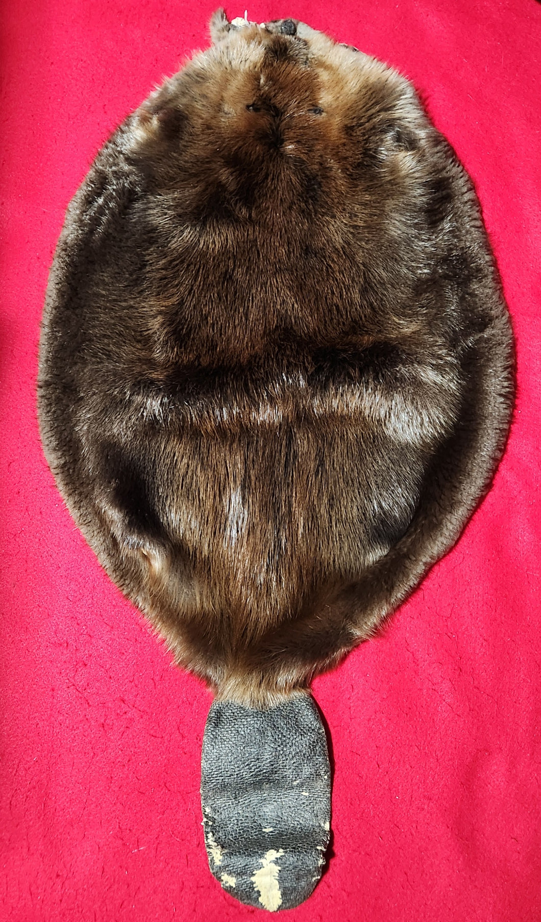 Large Beaver - WITH TAIL - BVR1073