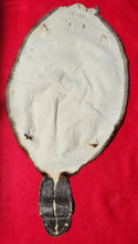 Load image into Gallery viewer, Large Beaver - WITH TAIL - BVR1073
