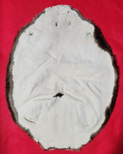 Load image into Gallery viewer, Large Beaver - BVR1070
