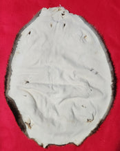 Load image into Gallery viewer, LM Beaver - BVR1068

