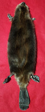 Load image into Gallery viewer, Small CASED Beaver - HAS FEET AND CLAWS - BVR1079
