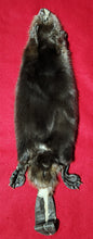 Load image into Gallery viewer, Small CASED Beaver - HAS FEET AND CLAWS - BVR1079
