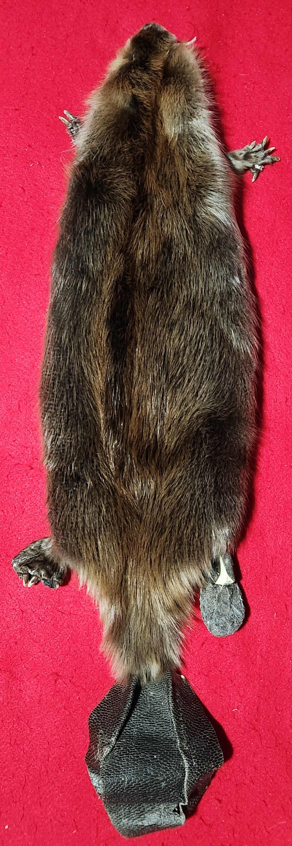 Medium CASED Beaver - HAS FEET AND CLAWS - BVR1078
