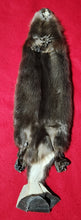 Load image into Gallery viewer, Medium CASED Beaver - HAS FEET AND CLAWS - BVR1078
