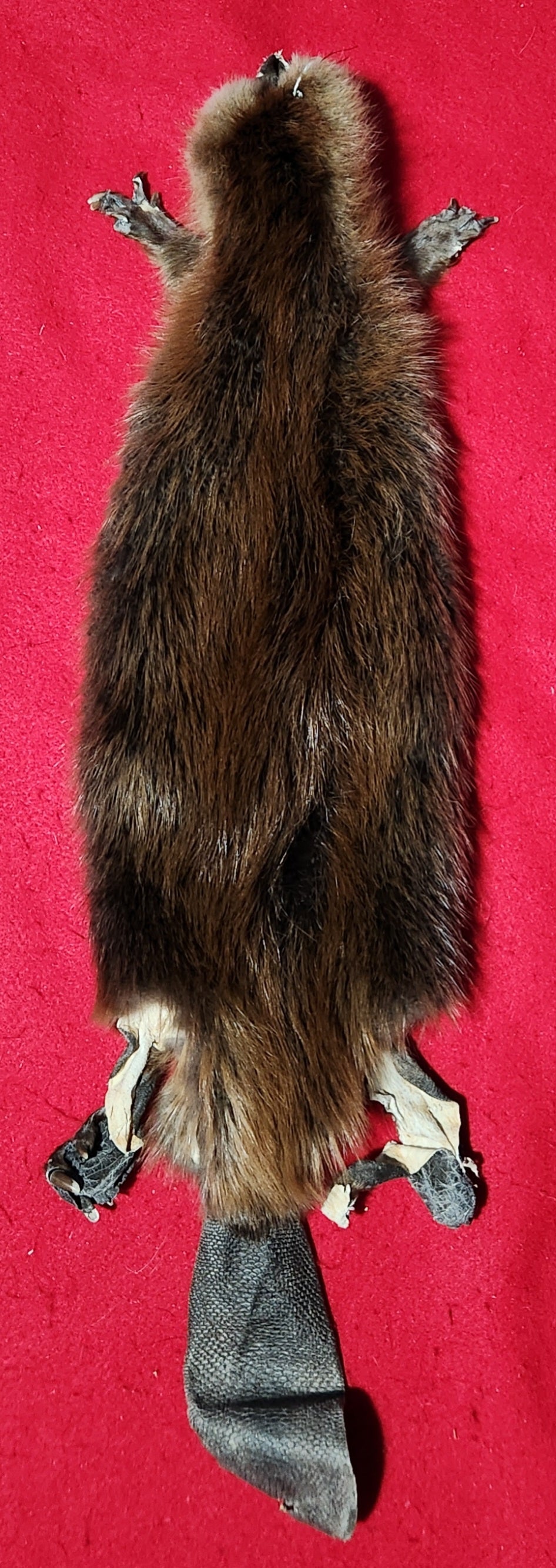 Small CASED Beaver - HAS FEET AND CLAWS - BVR1077