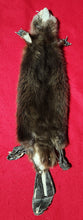 Load image into Gallery viewer, Small CASED Beaver - HAS FEET AND CLAWS - BVR1077
