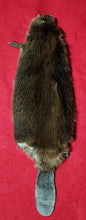 Load image into Gallery viewer, XS CASED Beaver - HAS FEET AND CLAWS - BVR1076
