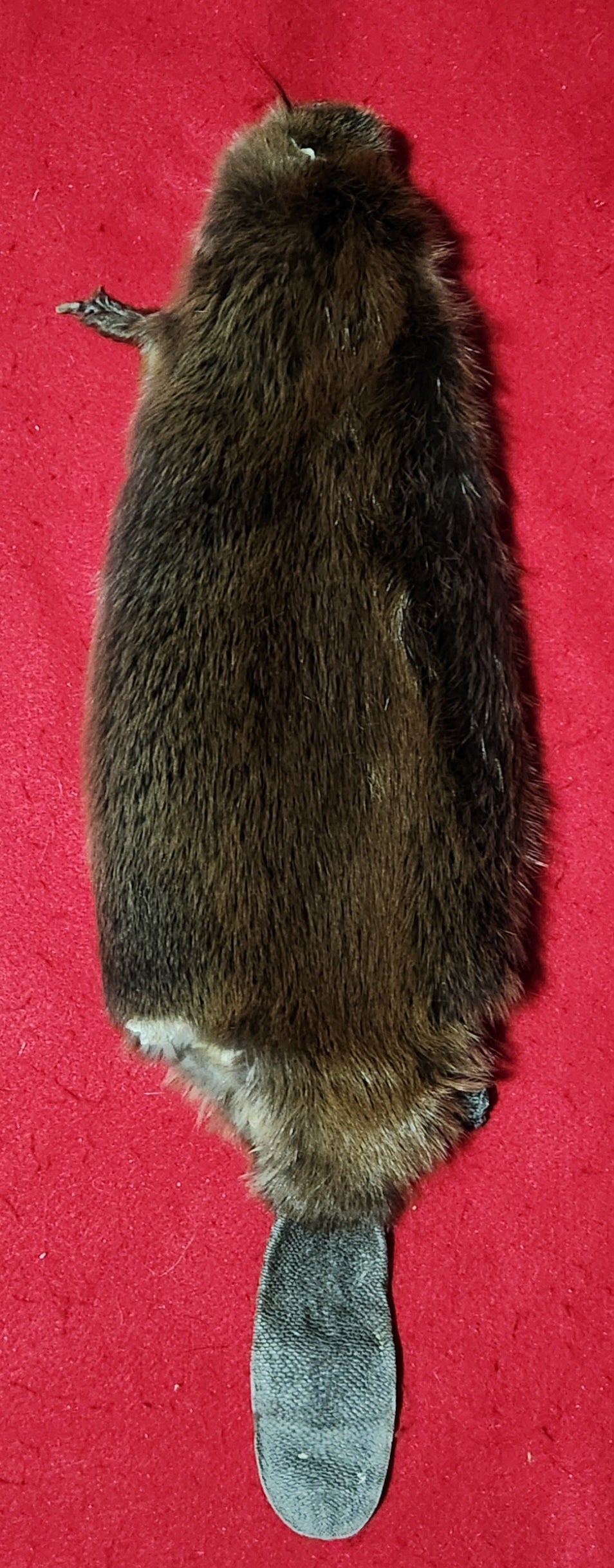 XS CASED Beaver - HAS FEET AND CLAWS - BVR1076