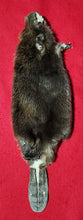 Load image into Gallery viewer, XS CASED Beaver - HAS FEET AND CLAWS - BVR1076
