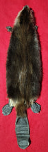 Load image into Gallery viewer, Small CASED Beaver - Taxidermy Quality - BVR1075
