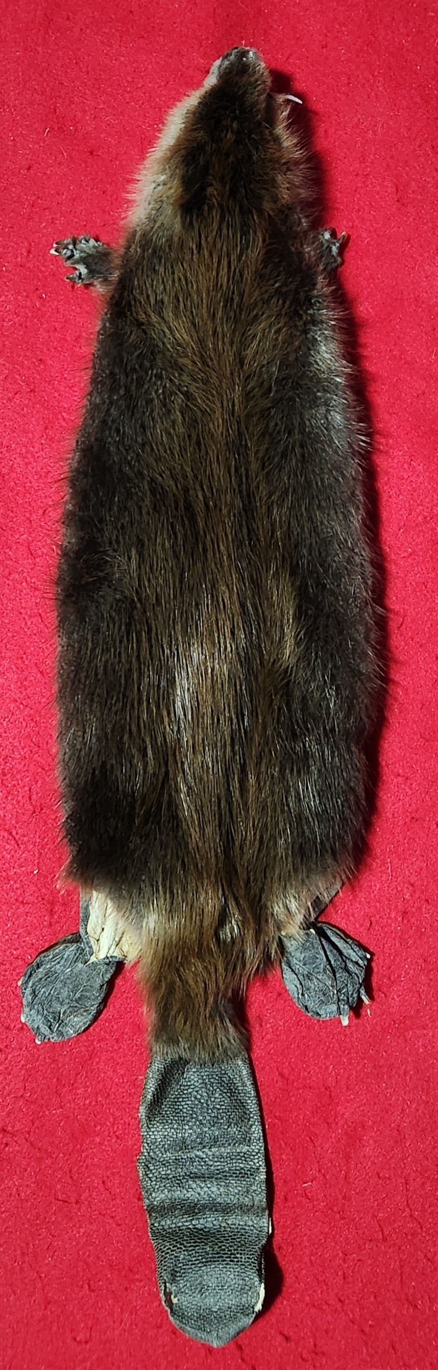 Small CASED Beaver - Taxidermy Quality - BVR1075