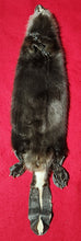 Load image into Gallery viewer, Small CASED Beaver - Taxidermy Quality - BVR1075
